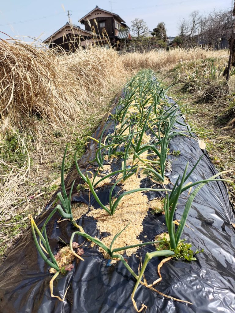 自給野菜作りのブログ再開