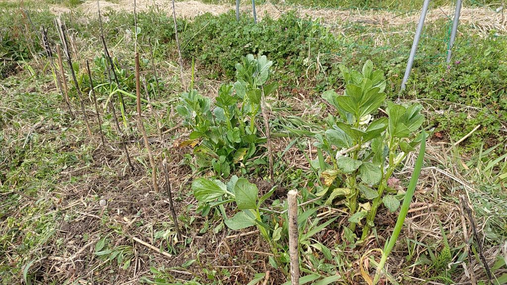 不耕起無肥料自給野菜作りのスタート