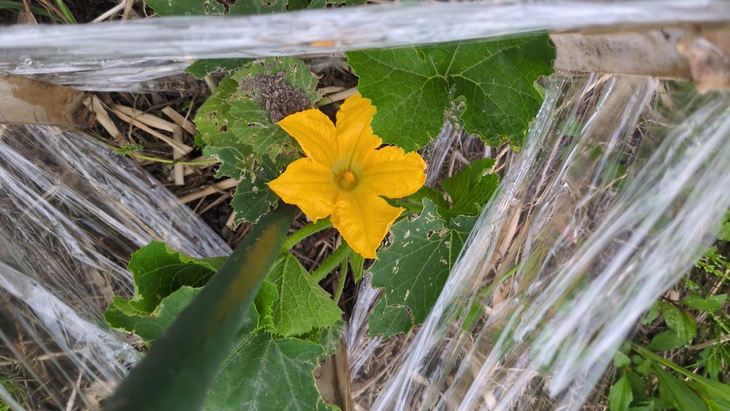 夏野菜の苗作り